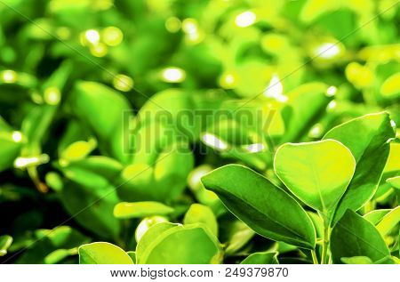 Beautiful Green Leaf With Sunlight In The Garden At Summer Against With Sunlight.natural Botanical G