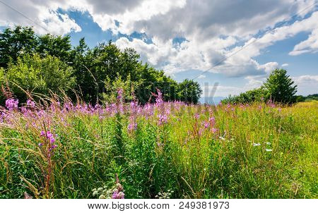 Meadow With Fireweed Near The Beech Forest. Beautiful Summer Scenery On A Warm And Cloudy Day. Lovel