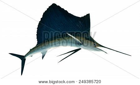 Marlin - Swordfish,sailfish Saltwater Fish (istiophorus) Isolated On White Background