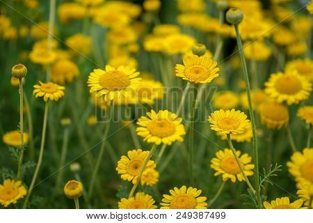 Yellow Daisy Flower With Green Stem, Summer Mood In Garden