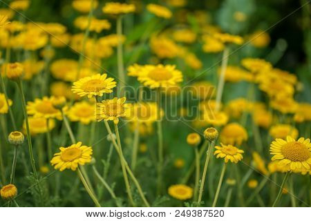 Yellow Daisy Flower With Green Stem, Summer Mood In Garden