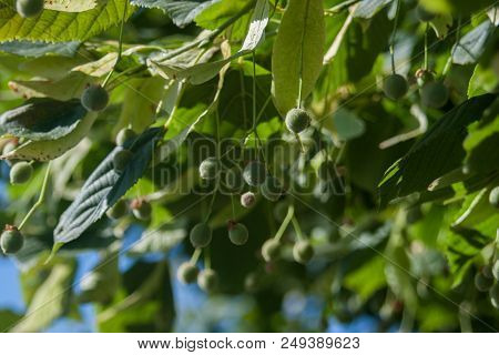Linden Leafs On Blue Sky Background. Green And Blue Color