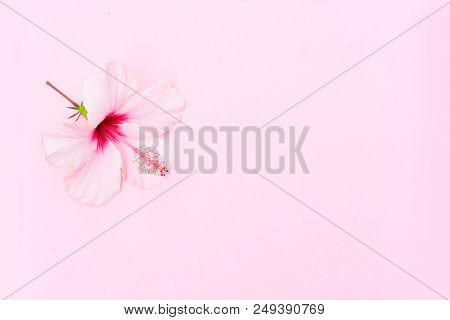 Wellness Background With Hibiscus Flower On Pink