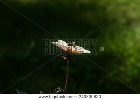 Flower And Bumblebee. Green And Black Pattern. White Flower Blossom.