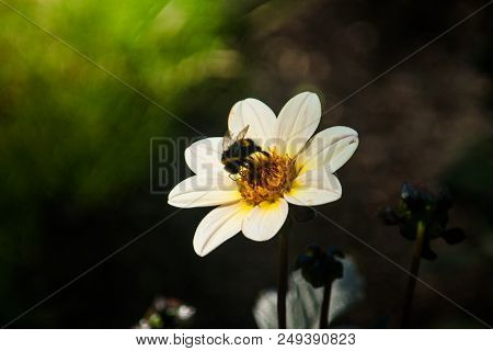 Flower And Bumblebee. Green And Black Pattern