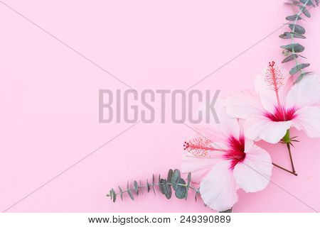 Wellness Background With Hibiscus Flowers And Eucaliptus Twigs On Pink With Copy Space