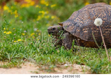 Big Tortoise Standing On The Grass In The Field