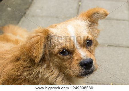 Small Dog Lay On A Footpath And Looking In A Camera