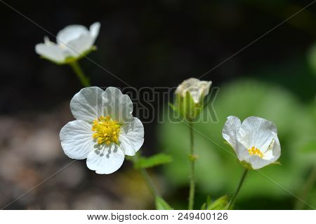 Rock Cinquefoil White Flowers - Latin Name - Potentilla Rupestris