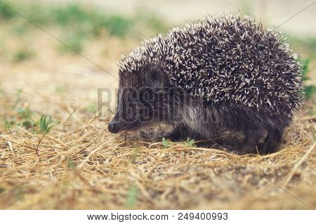 Small Cute Hedgehog Walking On A Meadow In The Summer Grass Closeup.