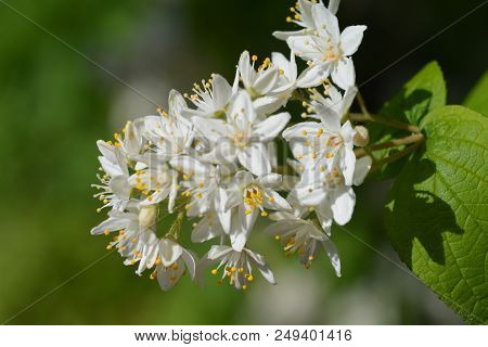 Fuzzy Deutzia White Flowers - Latin Name - Deutzia Scabra Var. Sieboldiana