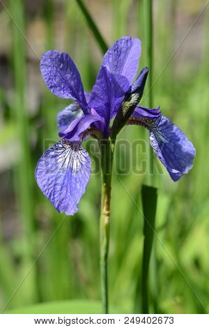 Golden Netted Iris Flower - Latin Name - Iris Reticulata