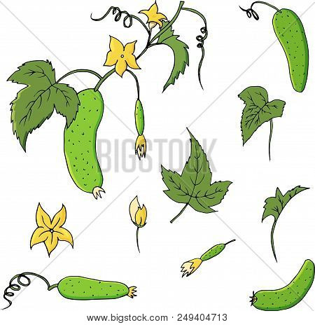 Hand Drawn Vegetable Set Of Cucumbers. Vegetable Isolated On White Background. Vector Sketch Illustr