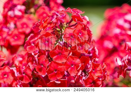 Close-up Of Blossoming Red Phlox Paniculata On A Sunny Day.
Flowering Purple Phlox Paniculata Flower