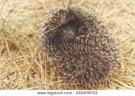 Small Cute Hedgehog Walking On A Meadow In The Summer Grass Closeup.
