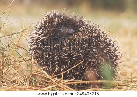 Small Cute Hedgehog Walking On A Meadow In The Summer Grass Closeup.