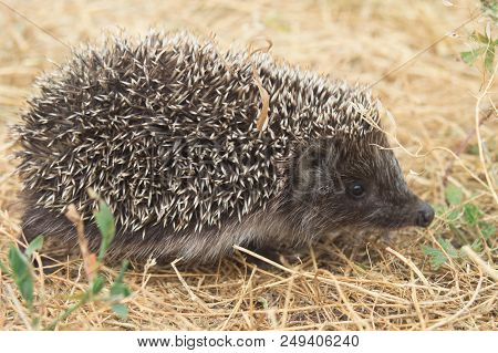 Small Cute Hedgehog Walking On A Meadow In The Summer Grass Closeup.