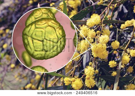 Mimosa Pollen, Close-up View, 3d Illustration, And Photo Of Mimosa Flowers. Pollen Is A Factor Causi