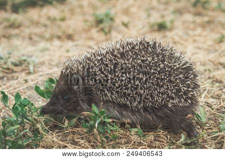 Small Cute Hedgehog Walking On A Meadow In The Summer Grass Closeup.