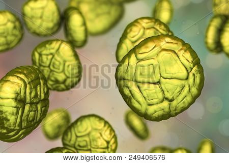 Mimosa Pollen Grains, Close-up View, 3d Illustration. Pollen Is A Factor Causing Hay Fever And Aller