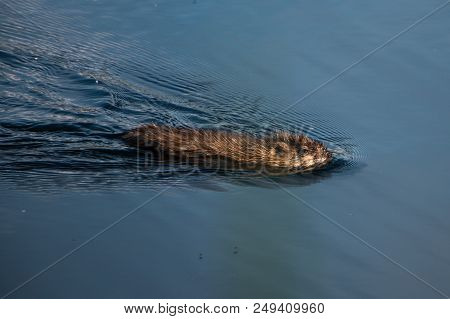 Gray Otter Floats On The Smooth Water Of The Pond In The Park