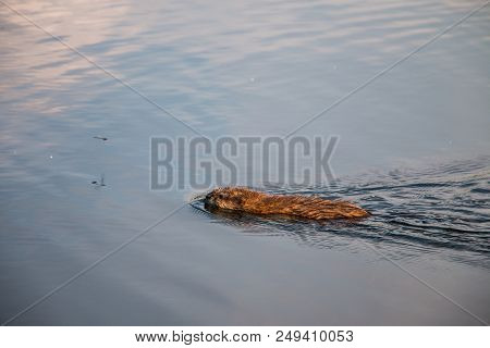 Gray Otter Floats On The Smooth Water Of The Pond In The Park