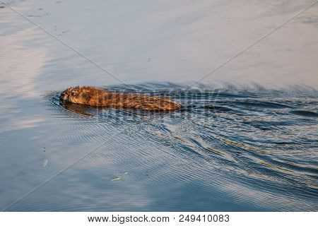 Gray Otter Floats On The Smooth Water Of The Pond In The Park