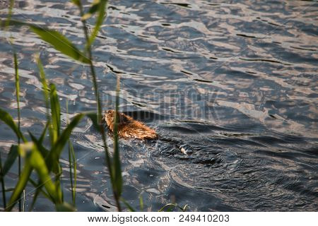 Gray Otter Floats On The Smooth Water Of The Pond In The Park