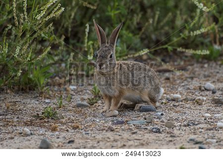 California Cotton Tail Rabbit Standing Alert Among The Bushes As He Forages For Morning Food.