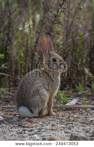 California Cotton Tail Rabbit Sitting Back But Alert Among The Bushes As He Looks Out For Predators.