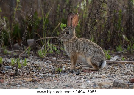 California Cotton Tail Rabbit Standing Alert Among The Bushes As He Looks Out For Predators.