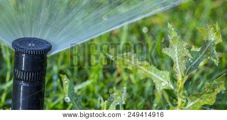 Automatic Sprinkler System Watering The Lawn On A Background Of Green Grass, Close-up