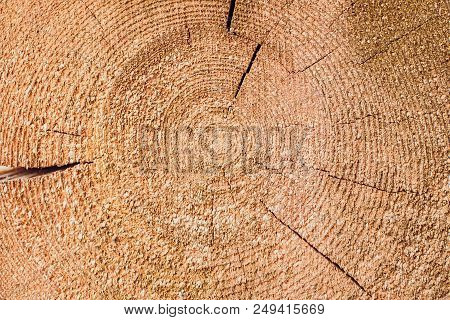 Cross Section Of Log Shows Sapwood, Heartwood, Bark In Round Shape