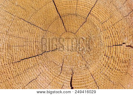 Cross Section Of Log Shows Sapwood, Heartwood, Bark In Round Shape