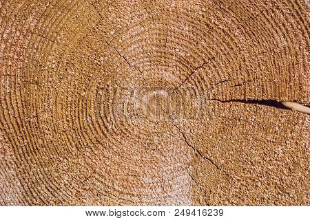 Cross Section Of Log Shows Sapwood, Heartwood, Bark In Round Shape