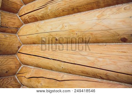 Cross Section Of Log Shows Sapwood, Heartwood, Bark In Round Shape