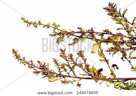 Atriplex - Garden Orache - Isolated On A White Background
