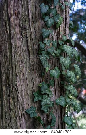 North American Cypress Tree From Colorado Usa