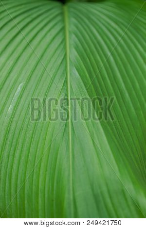 Background Structure Of Big Green Leaf Of Curcuma Longa Plant