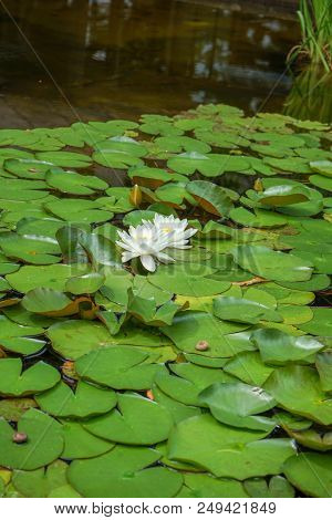 Pond In Park Scenery With White Water Lily And Big Green Leavesxx