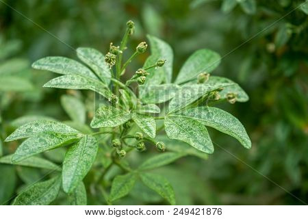 Mock Orange, Aromatic Evergreen Shrub From Mexico