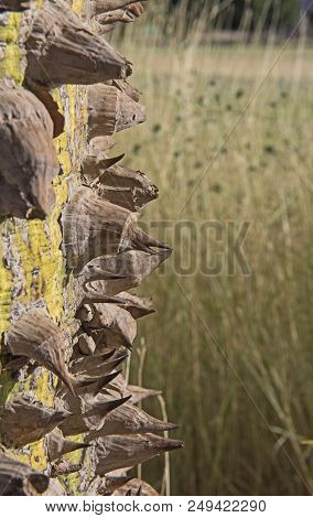 Closeup Detail Of Silk Floss Tree Trunk With Thorns