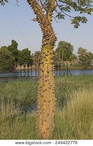 Silk Floss Tree Growing In Meadow On Bank Of Large River
