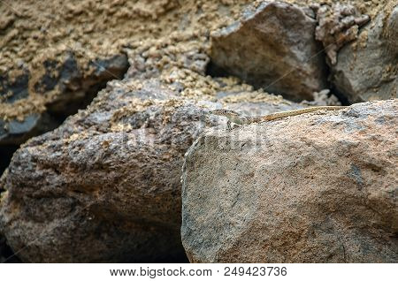 Sand Colored Single Lizard On The Sand Colored Rocks. Example Of Camouflage Coloration Of The Animal