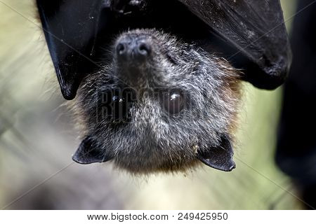 The Australian Fruit Bat Is Hangiing Upside Down