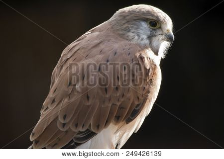 This Is A Close Up Of A Nankeen Australian Kestrel