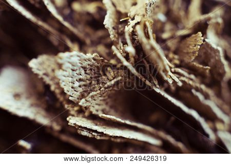 Dried Smoking Tobacco Leaves Close-up Macro View