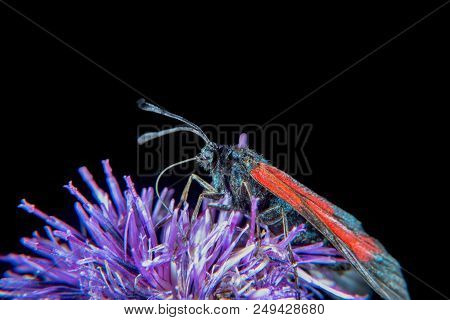 Burnet Moth