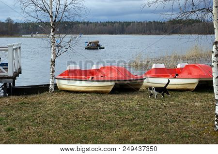 A Cat Walking Nearby Catamarans On The Bank Of Lake Seliger With A Boat Swimming In The Water And A 