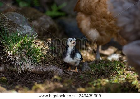 Chicken Near A Hen On Its First Walk Outside In A Swedish Garden